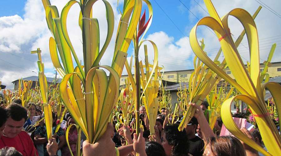 Mi Rincon Espiritual ¿de Dónde Provienen Las Palmas Para Domingo De Ramos